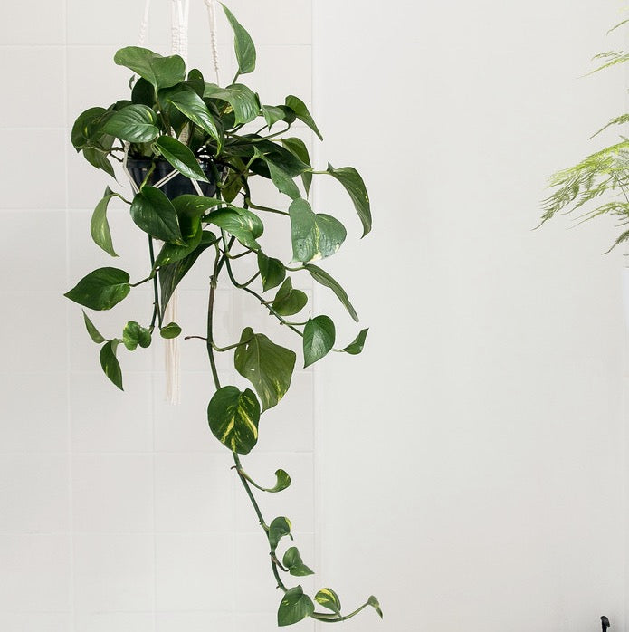 Pothos – plantaelover