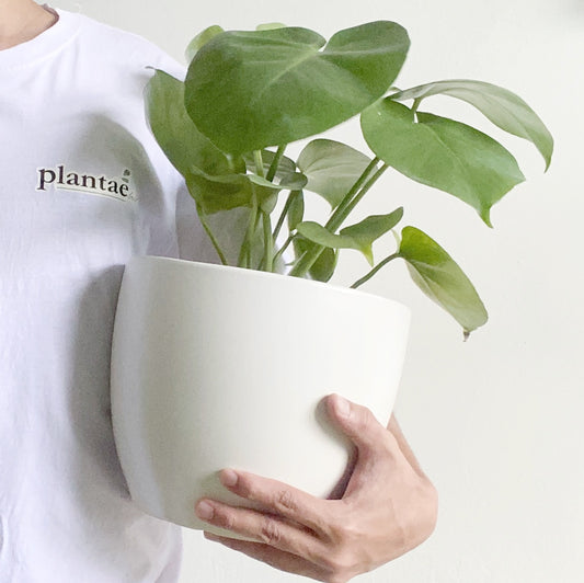 Becoming a First-Time Plant Parent