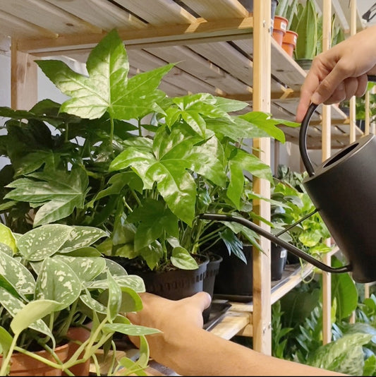 6 Tips you need to know about watering plants