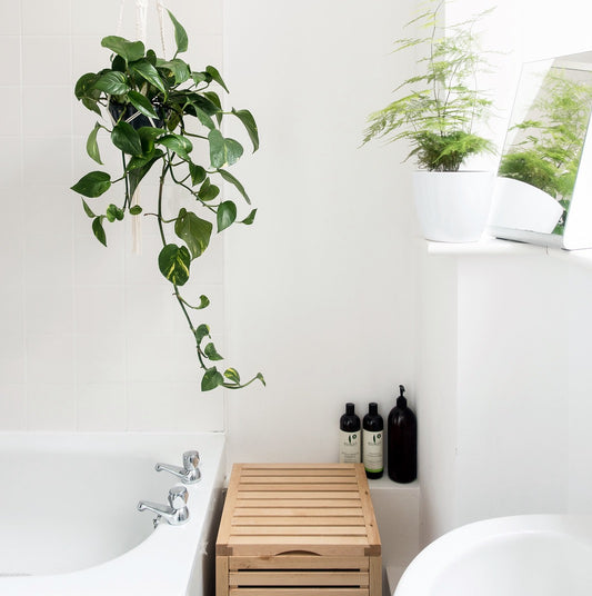 Bathroom Plants