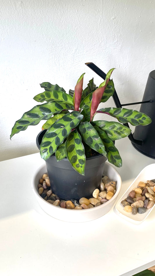 4 Ways To Increase Humidity For Houseplants