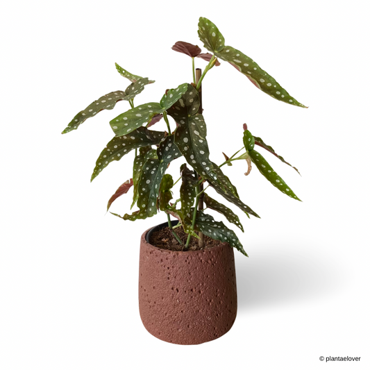 Begonia Maculata in Antnest Pot