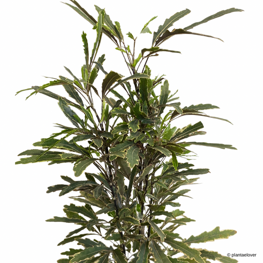 Schefflera Elegantissima in Mid-Century Pot
