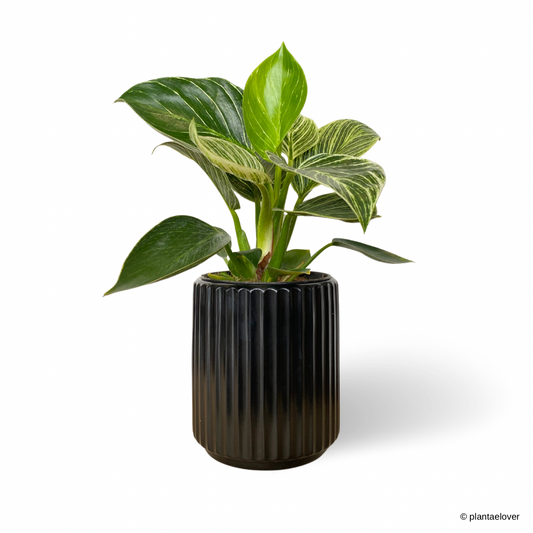 Philodendron Birkin in Jet Black Pot