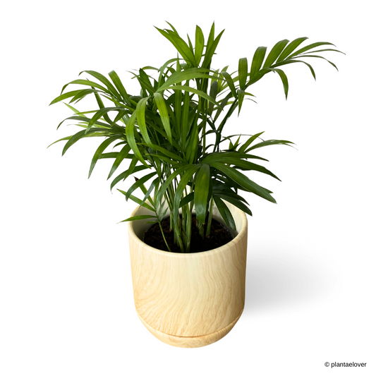 Bamboo Palm in Walnut Pot