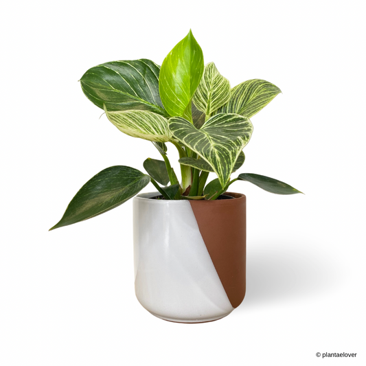 Philodendron Birkin in Umber Pot