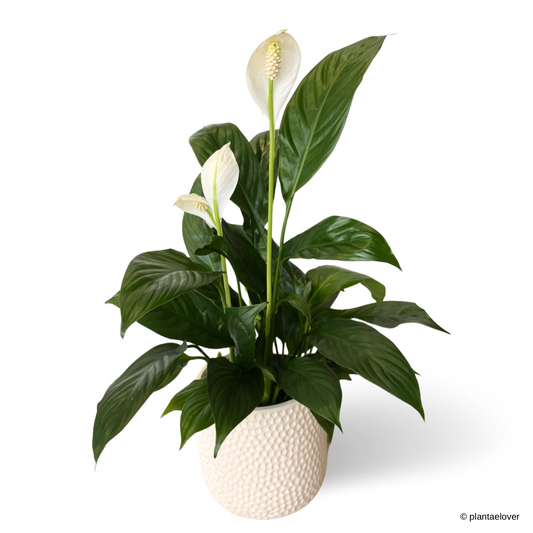 Peace Lily in Powder Pot