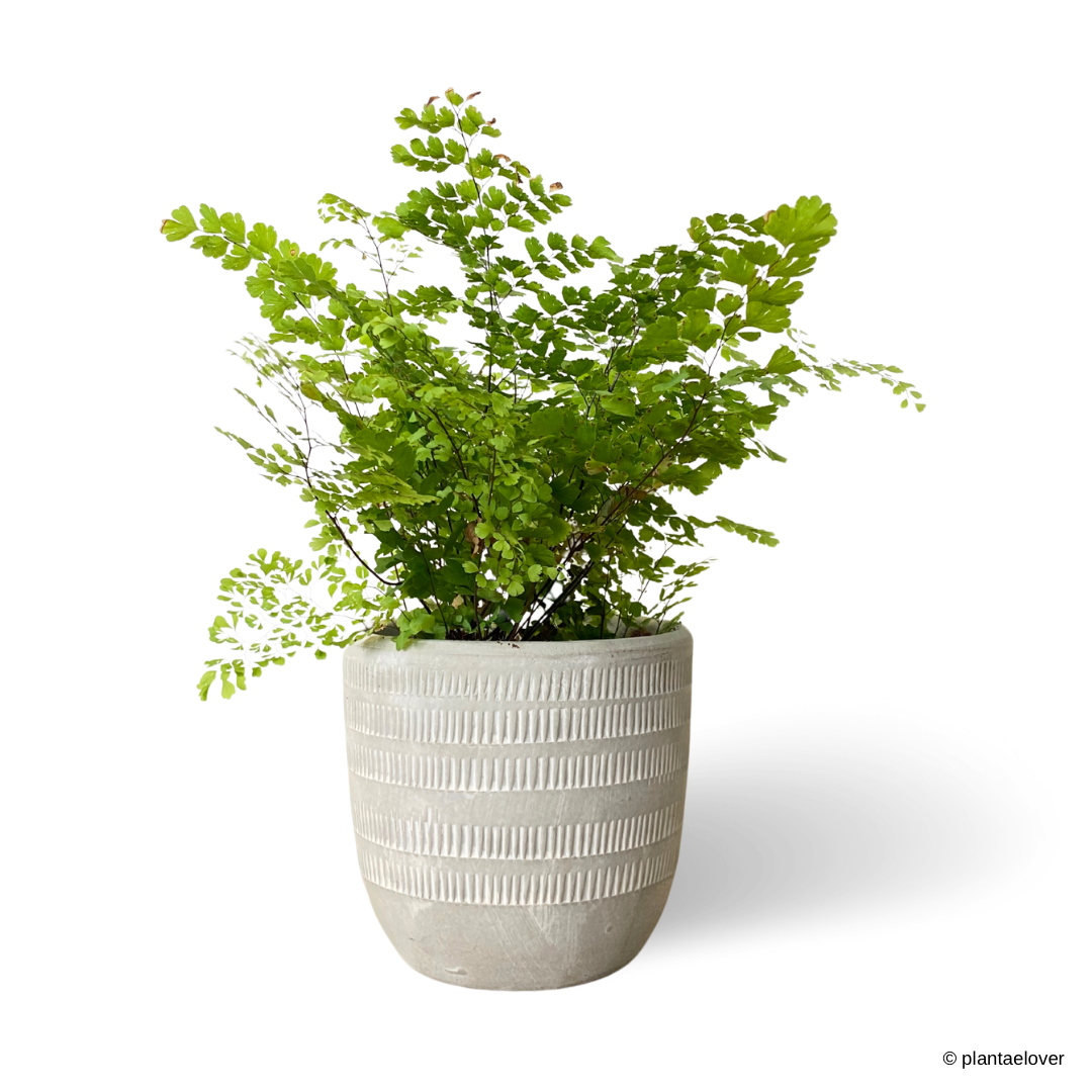 Maidenhair Fern in Granite Pot