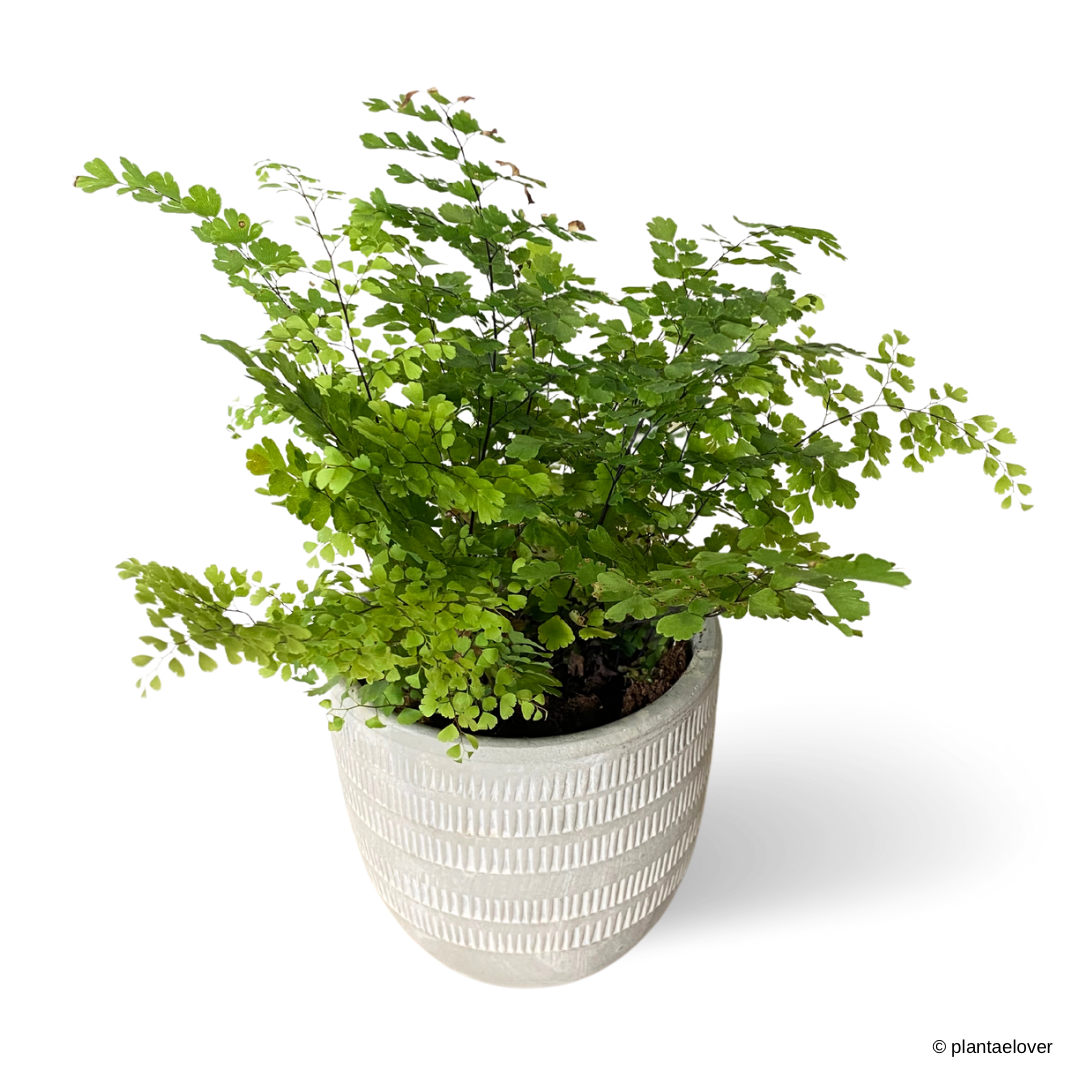 Maidenhair Fern in Granite Pot